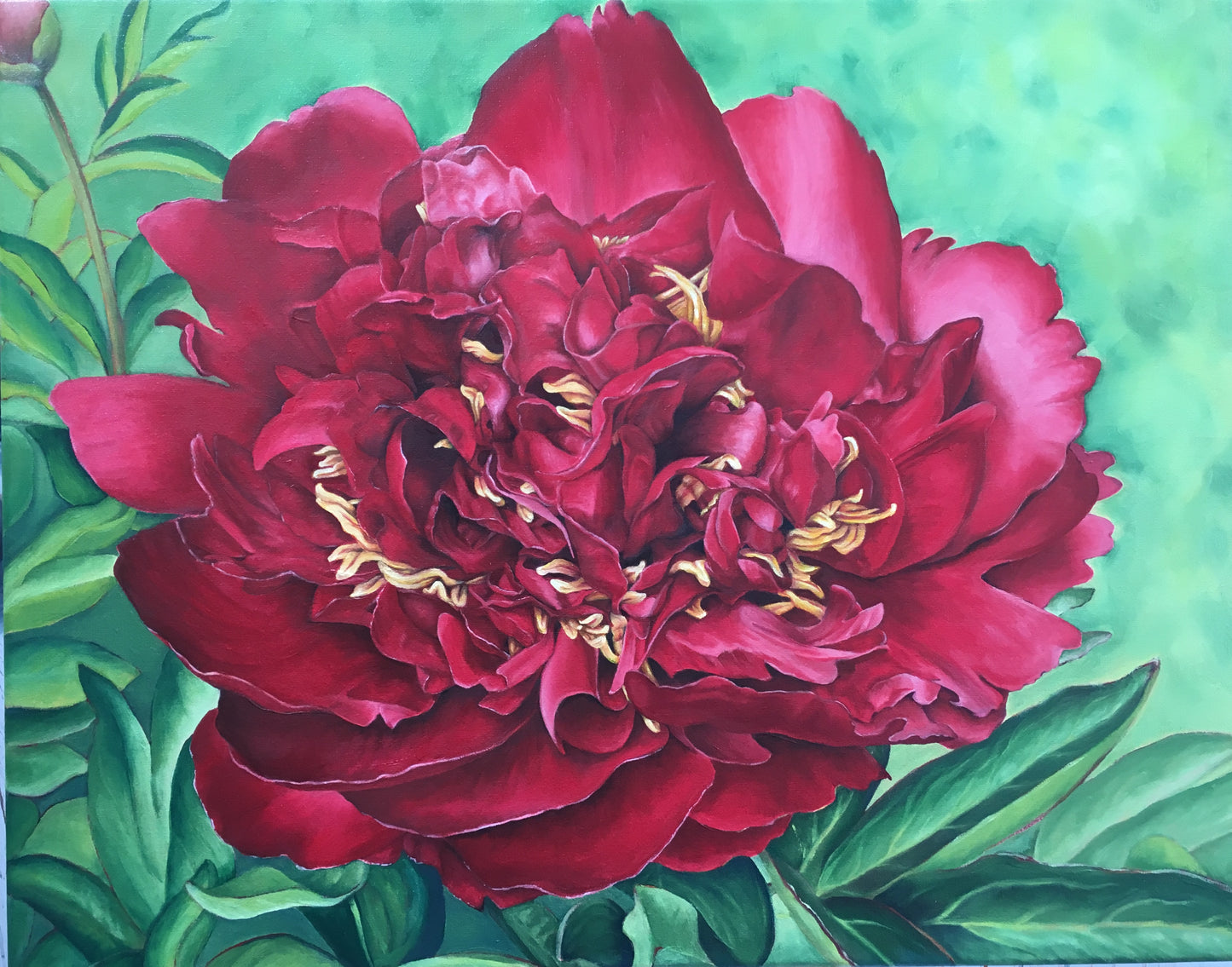 Buckeye Belle in Bloom, 62cm x 78cm, 2017.