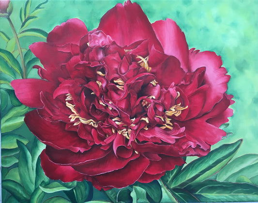 Buckeye Belle in Bloom, 62cm x 78cm, 2017.