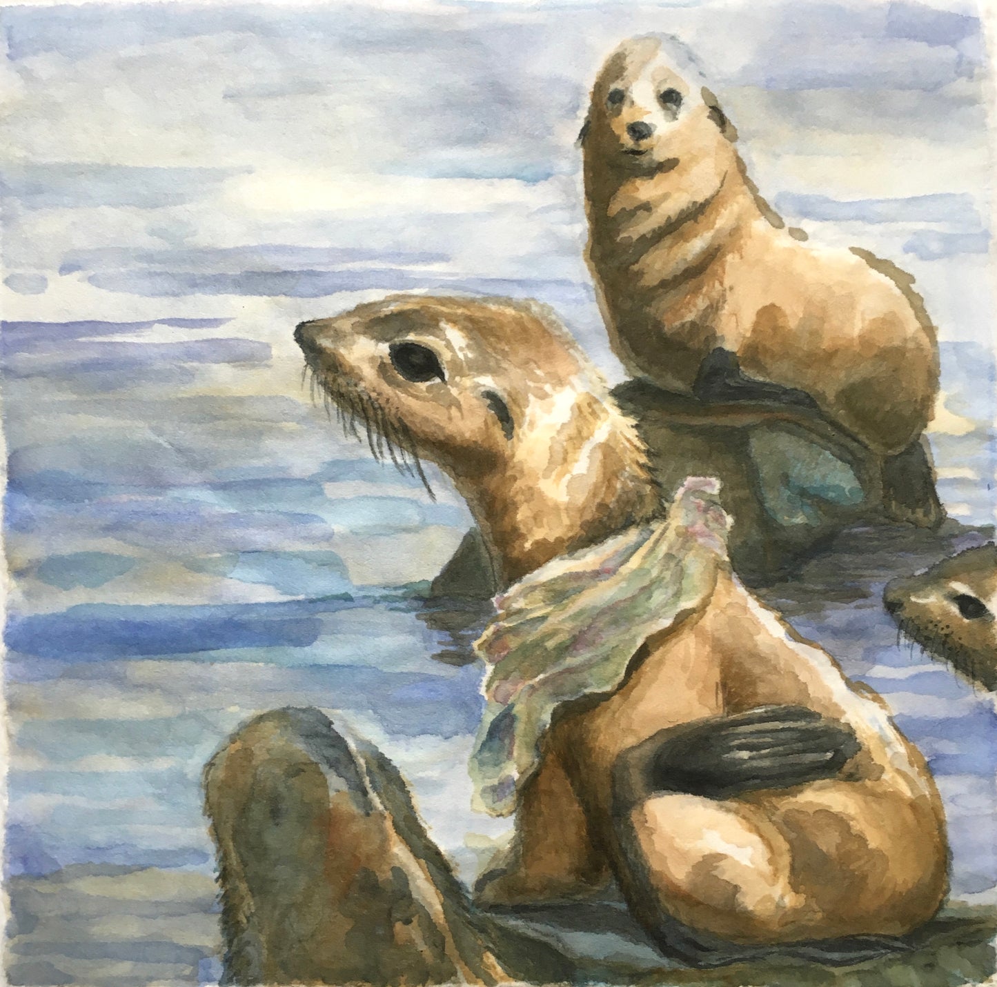 Dying Seals, 21cm x 21cm, 2017.