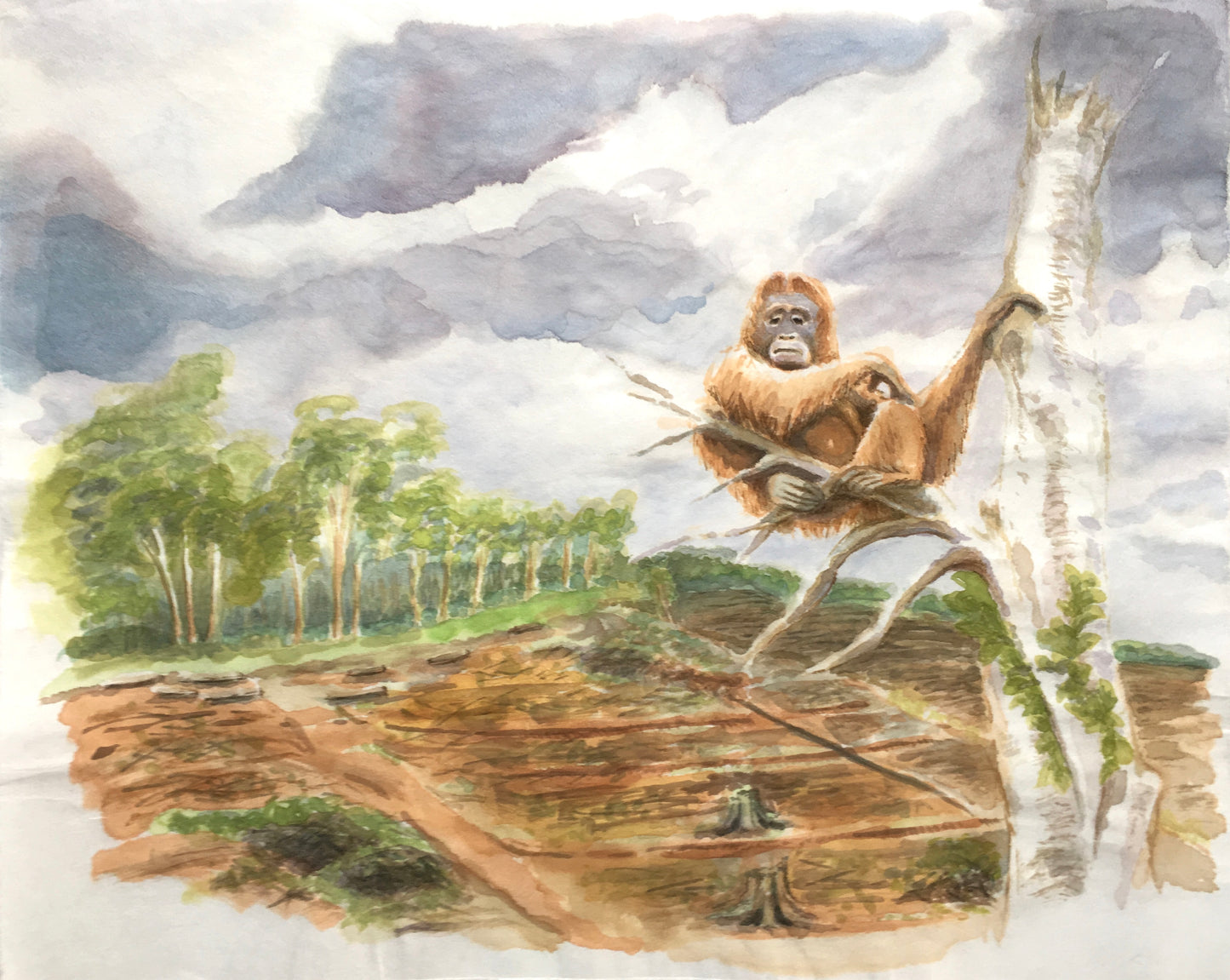 Lone Orangutan, 32cm x 45cm, 2017.