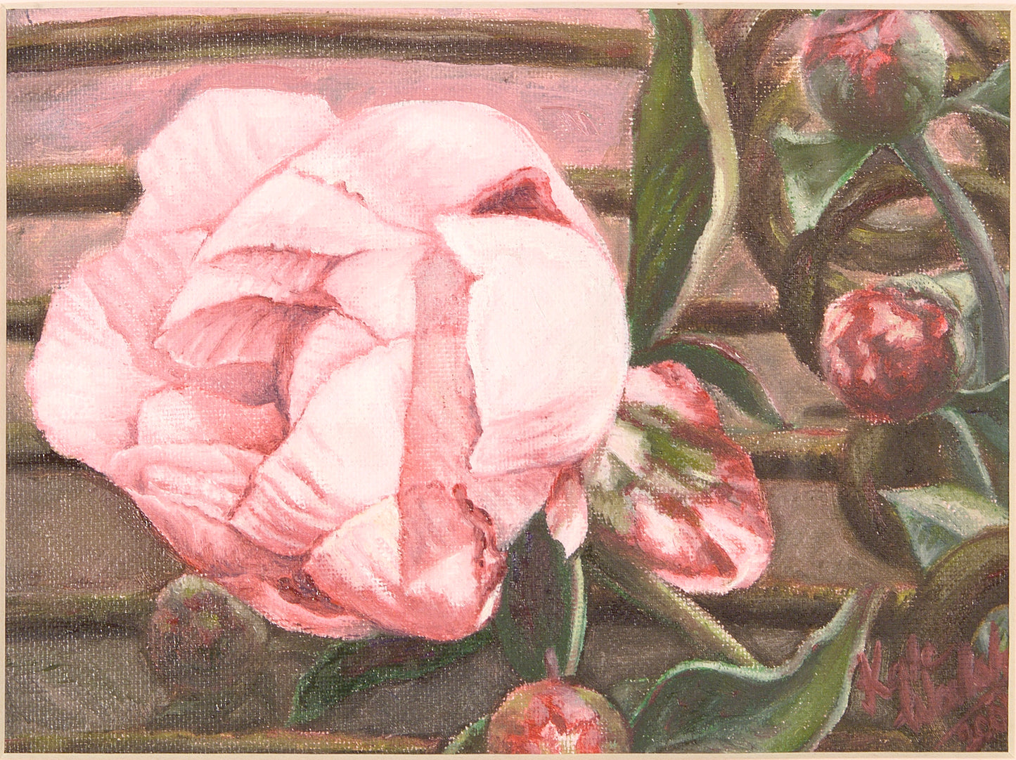 Lady Alexander Duff Peony, 20cm x 30cm, 2001.